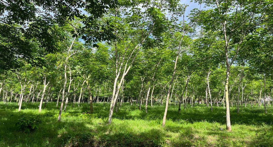 For sale land in Thai Mueang, Phang Nga