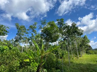 出售 土地 在 Takua Thung, Phangnga