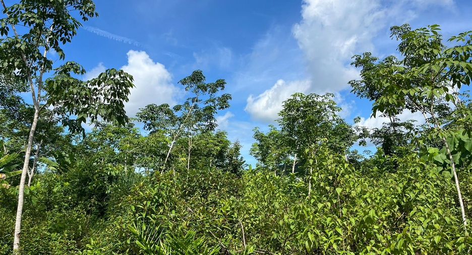For sale land in Takua Thung, Phang Nga