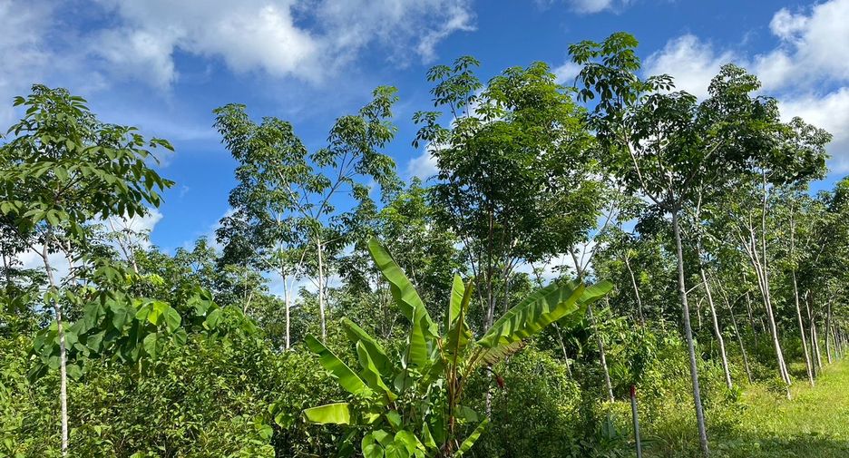 For sale land in Takua Thung, Phang Nga