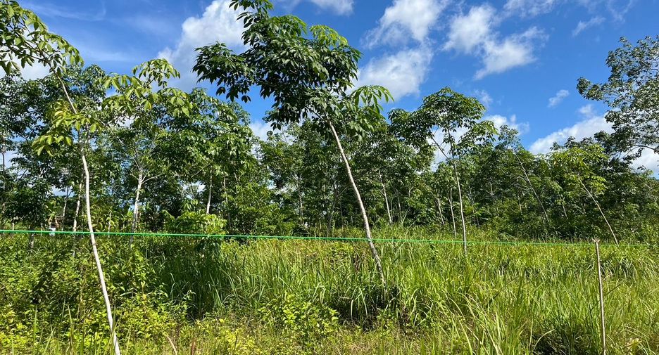 For sale land in Takua Thung, Phang Nga