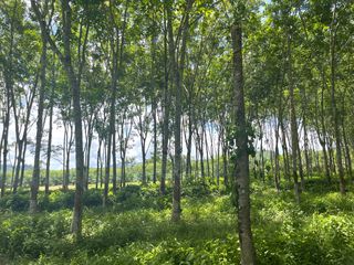 For sale land in Thai Mueang, Phang Nga