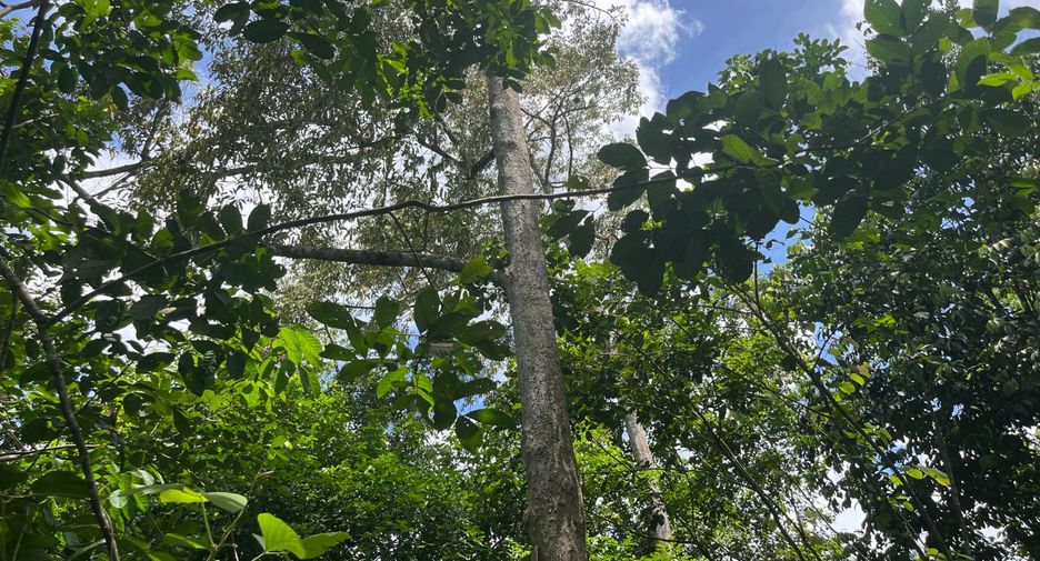 For sale land in Thai Mueang, Phang Nga