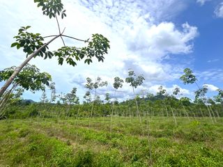 For sale land in Thai Mueang, Phang Nga