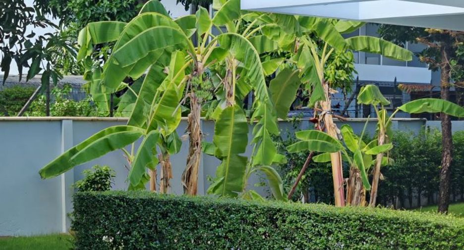 For rent 3 bedrooms house in Ratchathewi, Bangkok