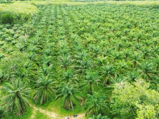 For sale land in Thai Mueang, Phang Nga