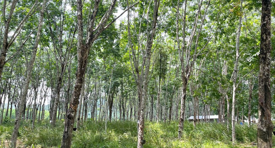 For sale land in Takua Thung, Phang Nga