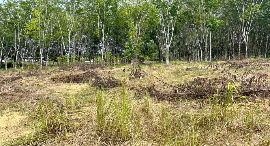 For sale land in Takua Thung, Phang Nga
