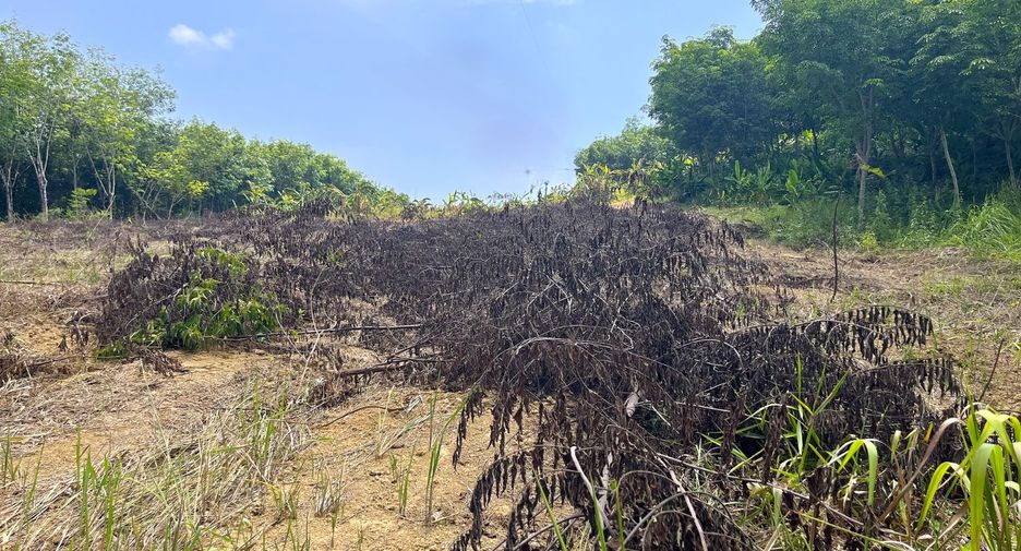 For sale land in Takua Thung, Phang Nga