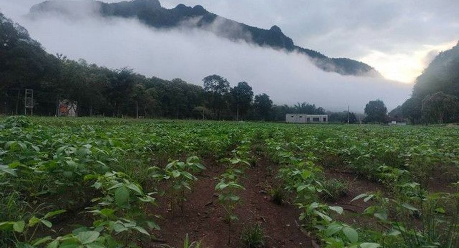 For sale land in Chiang Dao, Chiang Mai