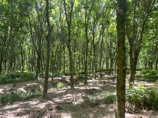 For sale land in Thai Mueang, Phang Nga