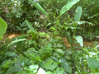 For sale land in Thai Mueang, Phang Nga