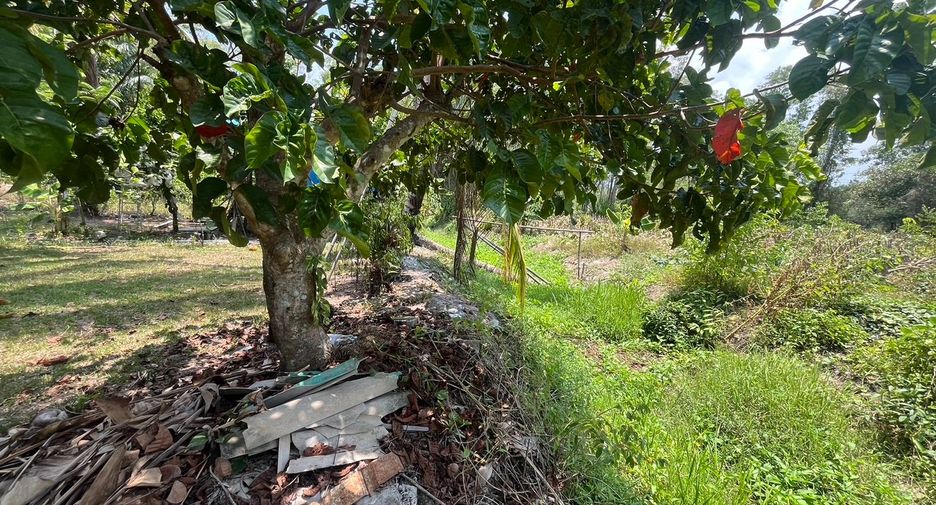 For sale 4 bedrooms house in Takua Thung, Phang Nga