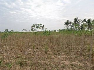 For sale land in Nong Yai, Chonburi