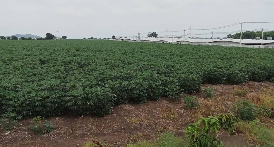 For sale land in Phatthana Nikhom, Lopburi