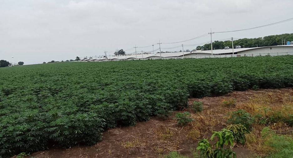 For sale land in Phatthana Nikhom, Lopburi