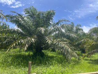出售 土地 在 Takua Pa, Phangnga