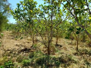 Terreno en venta en Sattahip, Chonburi