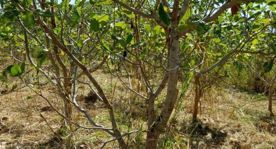Grundstück zum Kauf in Sattahip, Chonburi