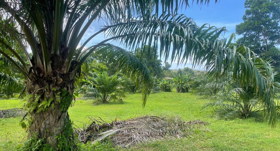 For sale land in Takua Pa, Phang Nga