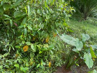 For sale land in Thai Mueang, Phang Nga
