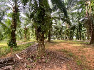 For sale land in Mueang Krabi, Krabi
