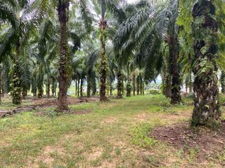 For sale land in Mueang Krabi, Krabi