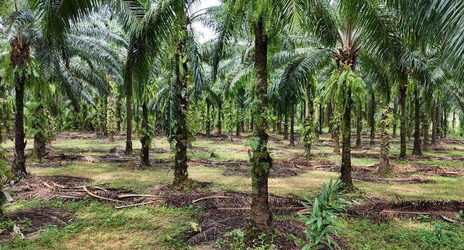 For sale land in Mueang Krabi, Krabi