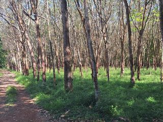 For sale land in Klaeng, Rayong