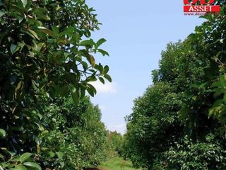 For sale land in Makham, Chanthaburi