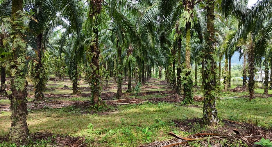 For sale land in Mueang Krabi, Krabi