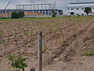 For sale land in Pluak Daeng, Rayong