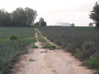 出售 土地 在 Pluak Daeng, Rayong