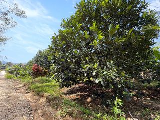 For sale land in Takua Pa, Phang Nga