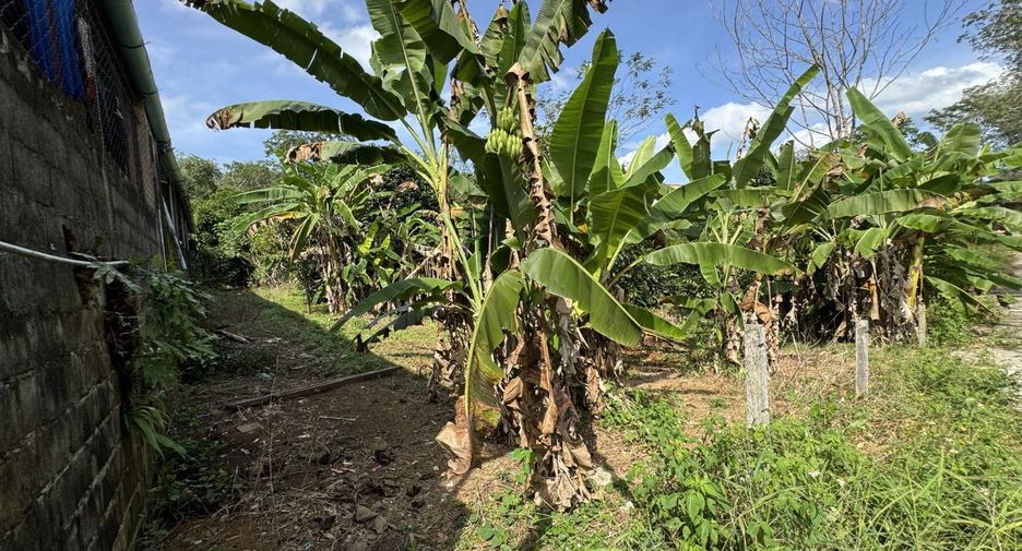 出售 土地 在 Takua Pa, Phangnga