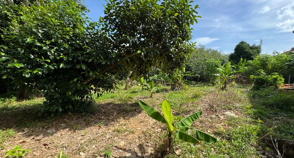 出售 土地 在 Takua Pa, Phangnga