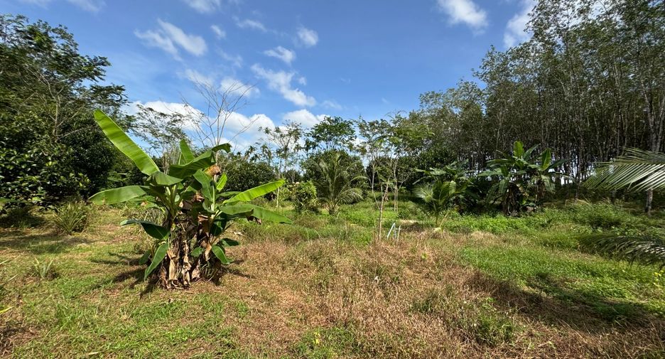 出售 土地 在 Takua Pa, Phangnga