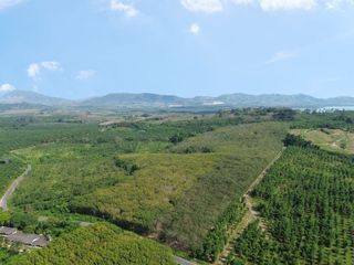 For sale land in Takua Thung, Phang Nga