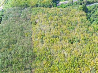 For sale land in Takua Thung, Phang Nga