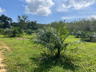 For sale land in Takua Thung, Phang Nga