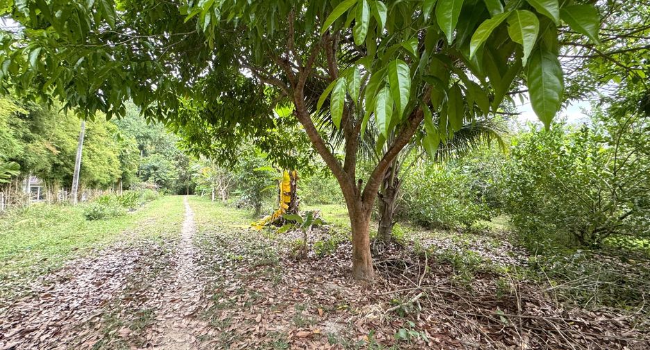 For sale land in Takua Thung, Phang Nga