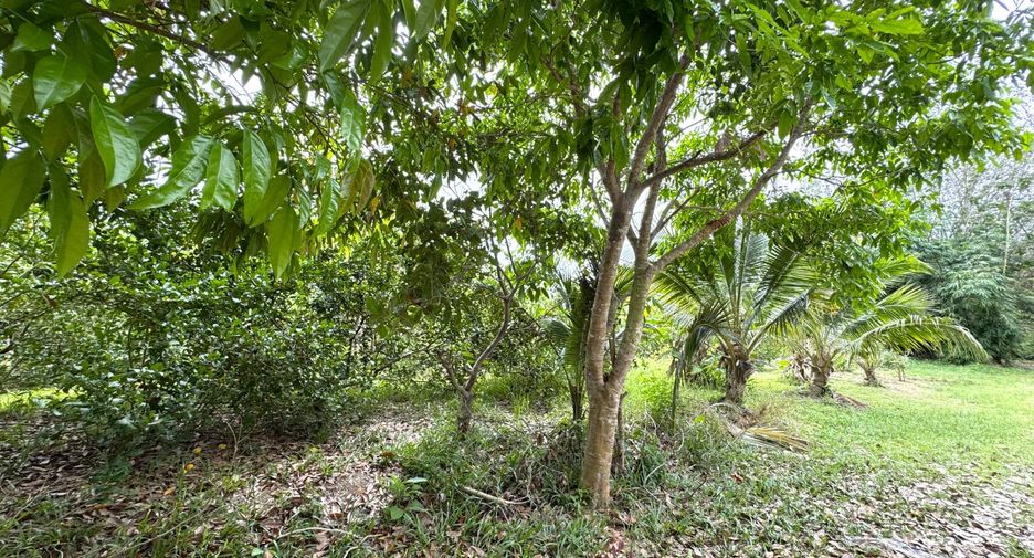 For sale land in Takua Thung, Phang Nga