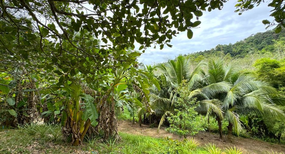 出售 土地 在 Takua Thung, Phangnga