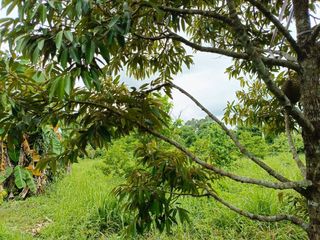 For sale land in Mueang Prachinburi, Prachin Buri
