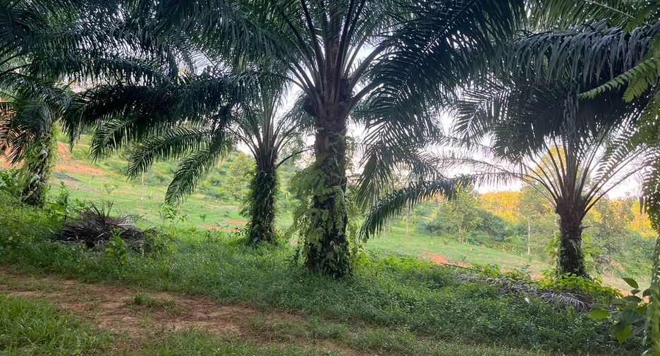 For sale land in Takua Thung, Phang Nga