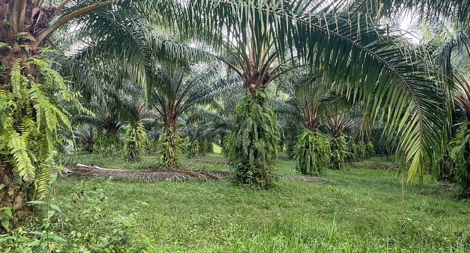 For sale land in Takua Thung, Phang Nga