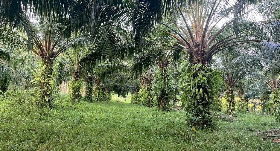 For sale land in Takua Thung, Phang Nga