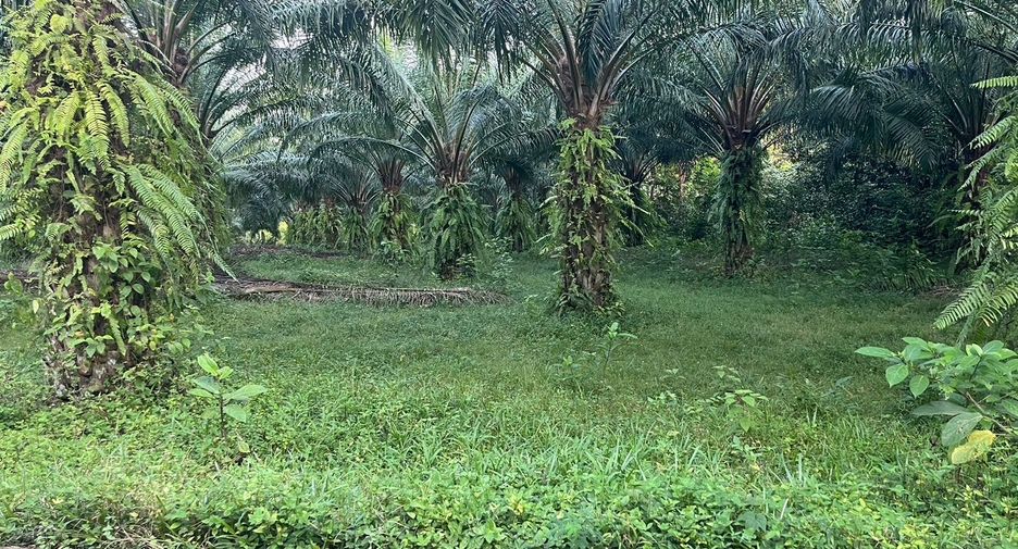 For sale land in Takua Thung, Phang Nga