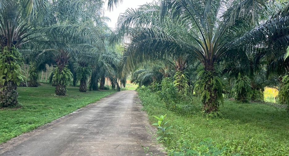 For sale land in Takua Thung, Phang Nga