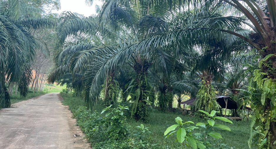 For sale land in Takua Thung, Phang Nga